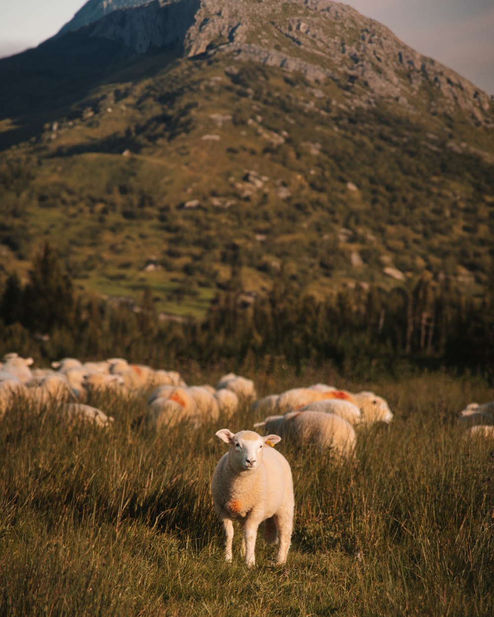 a herd of sheep standing on top of a lush green field