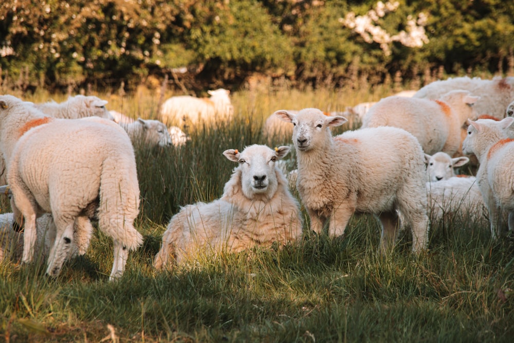 a herd of sheep standing on top of a lush green field