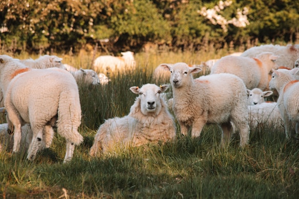 A flock of fluffy white sheep grazes in a lush green field. Some sheep are standing while others are lying down, surrounded by tall grass and a backdrop of trees, creating a pastoral scene.