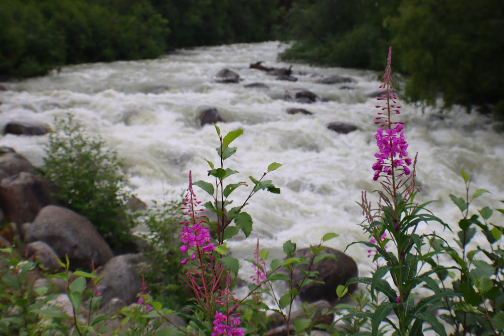 a river with rocks and flowers in the foreground