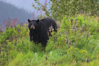 An Andean bear standing amidst lush cloud forest foliage with misty mountains in the background