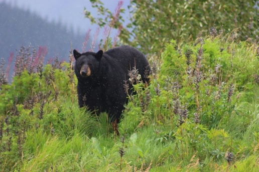 A black bear stands in a lush, green forest clearing surrounded by dense vegetation. The foliage includes various plants with a mix of vibrant green and purple hues. The background features a misty, forested hillside, suggesting a serene and natural setting.