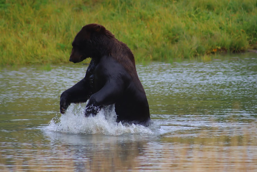 a bear is standing in a body of water