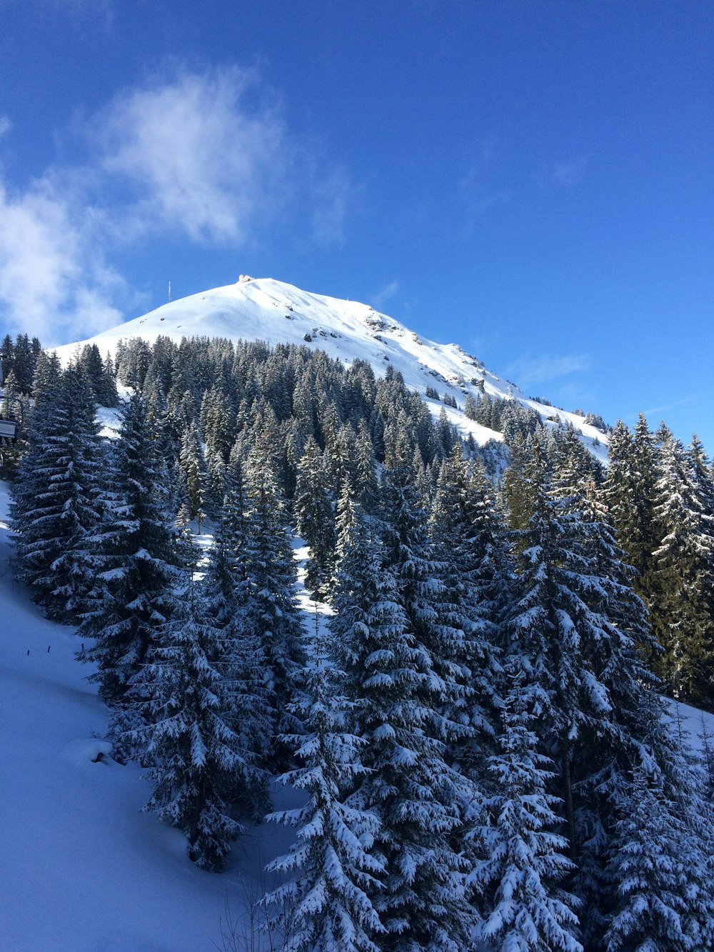 a snow covered mountain surrounded by pine trees