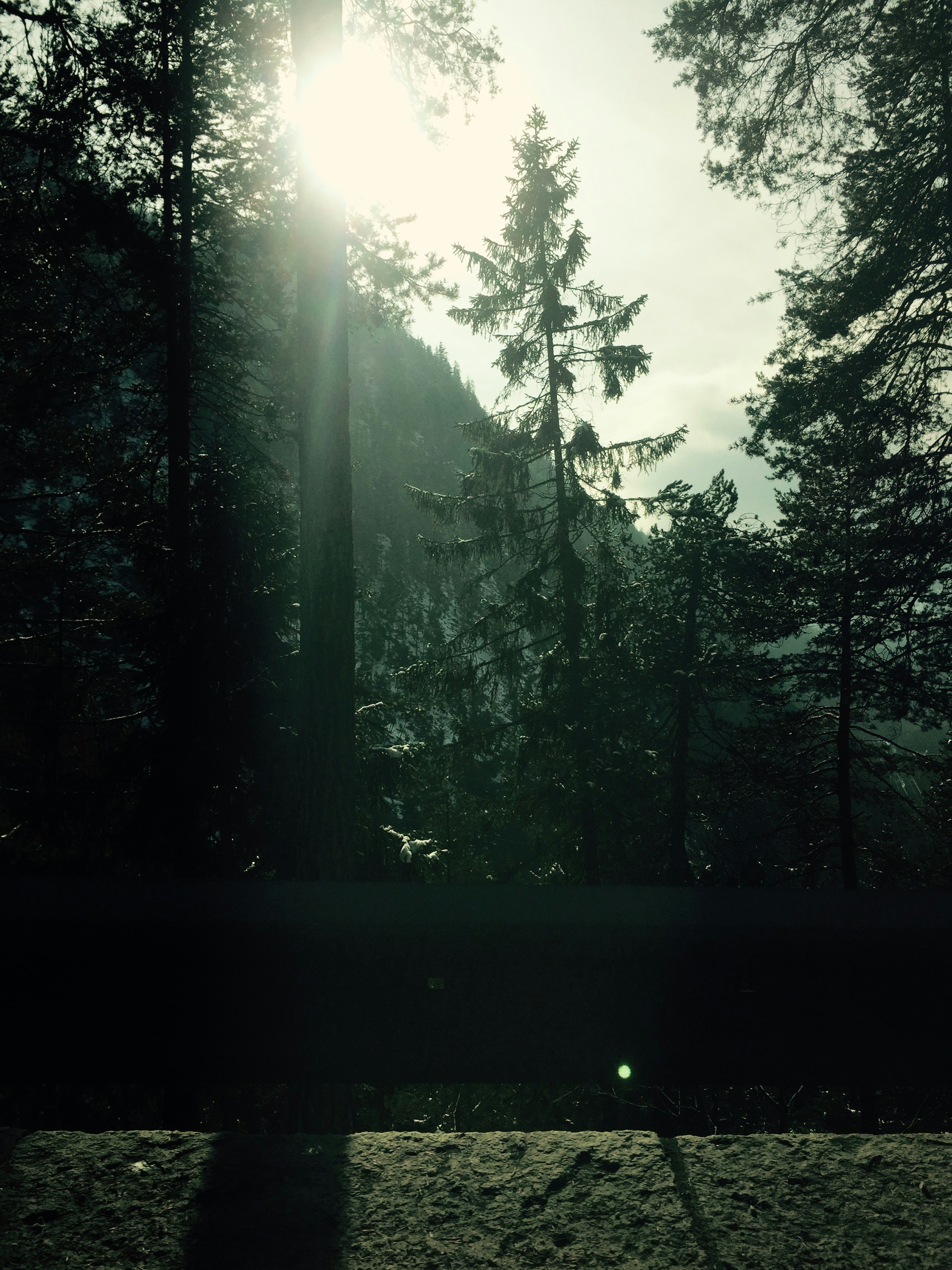 the sun is shining through the trees in the forest