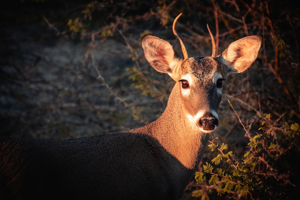 a close up of a deer with trees in the background