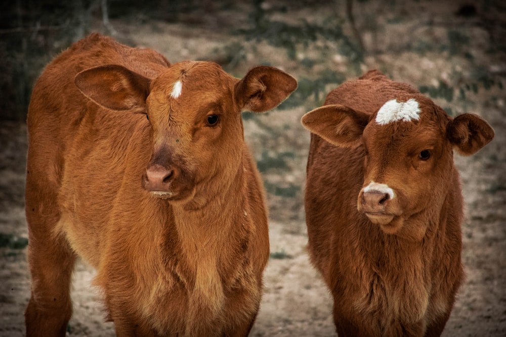 a couple of brown cows standing next to each other