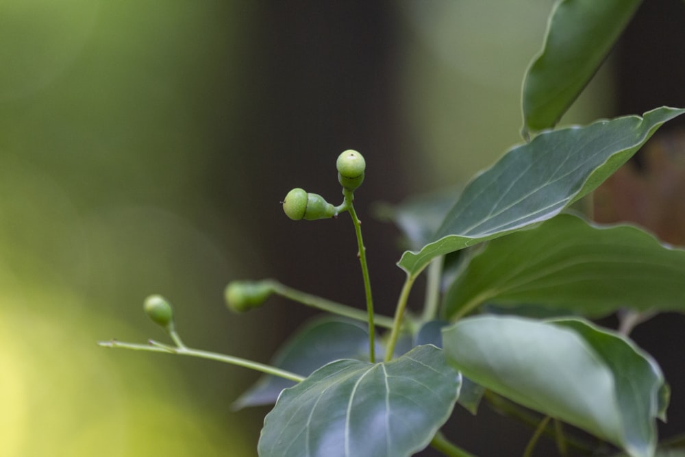 a close up of a green plant with leaves