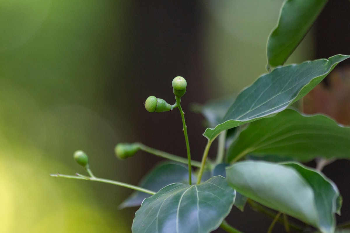 Camphor Introduction and Health Benefits- Kapoor in English