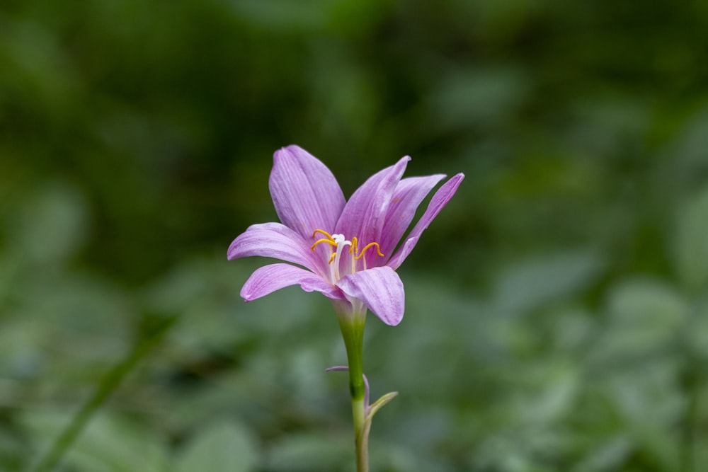 a single purple flower with a green background