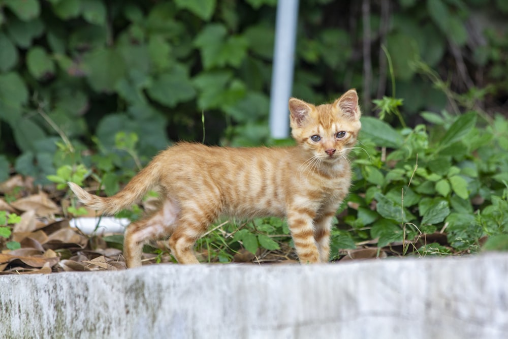 a small orange kitten walking on top of leaves