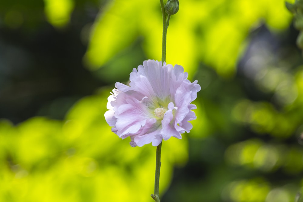 un fiore rosa con uno sfondo sfocato