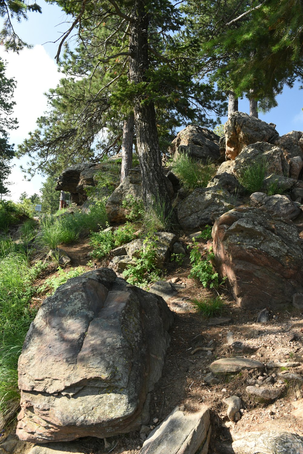 a rocky trail with trees on the side of it