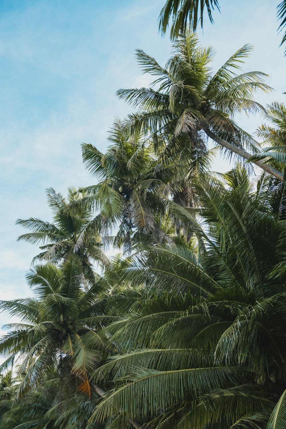 a plane flying through the air over palm trees