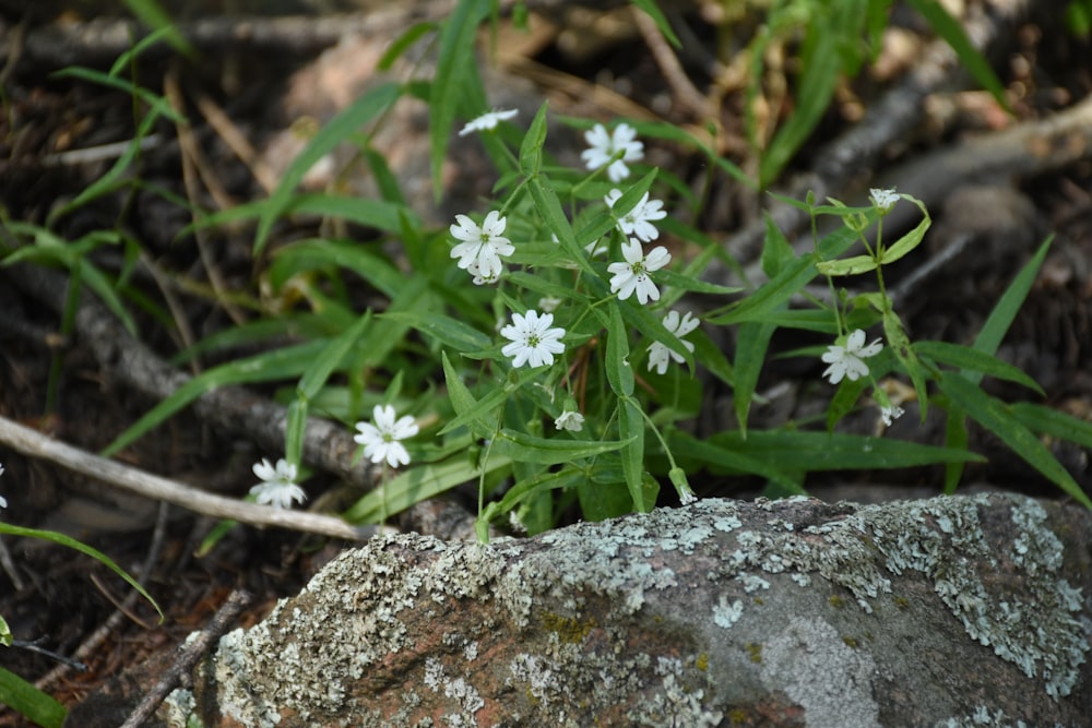 small white flowers growing out of a mossy rock