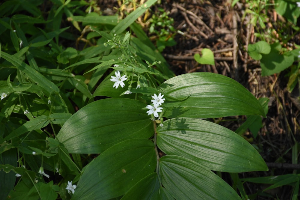 a close up of a plant with white flowers