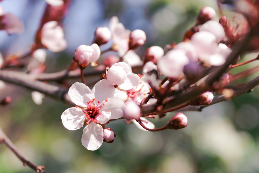 a close up of a flower on a tree