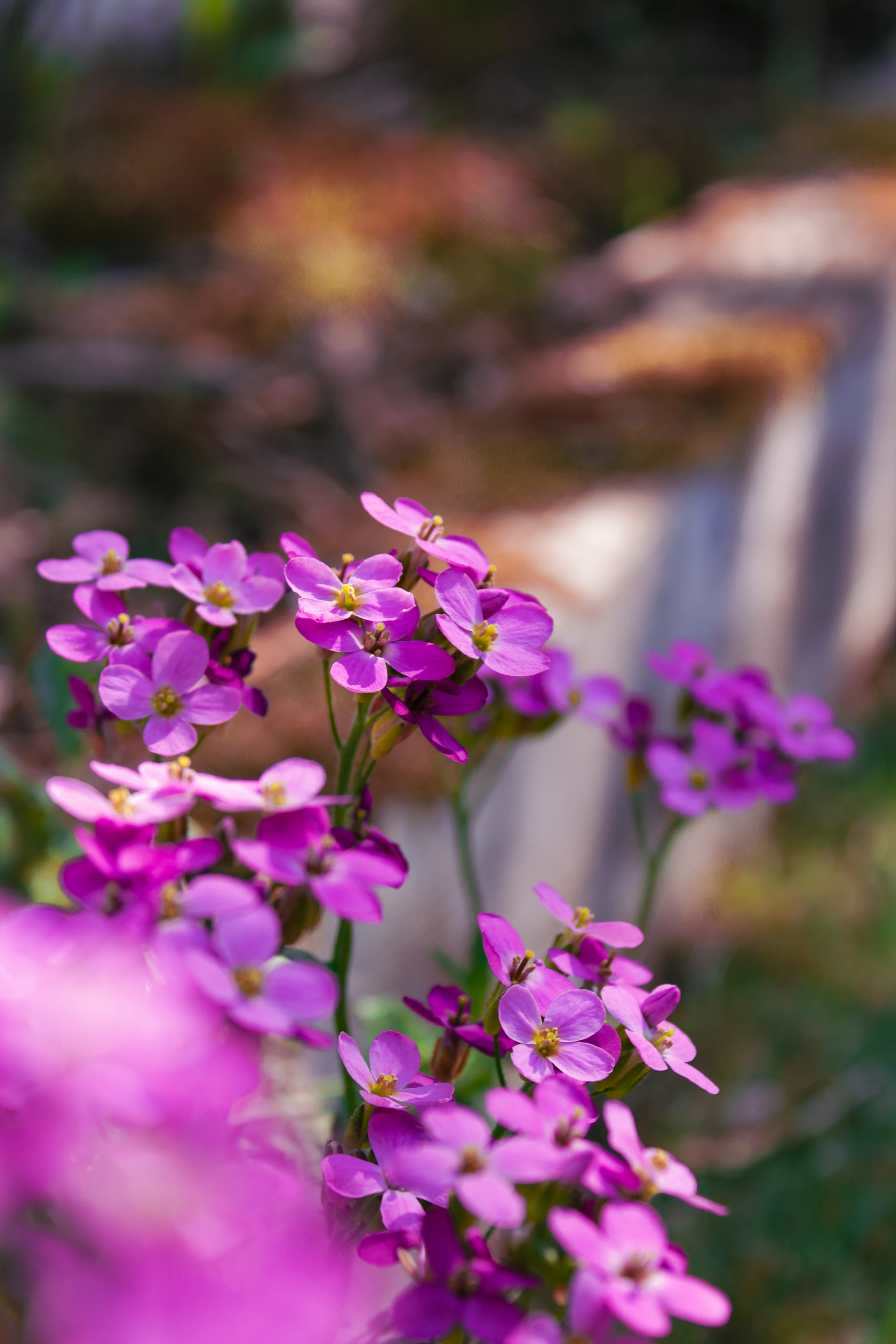a bunch of purple flowers sitting on top of a lush green field