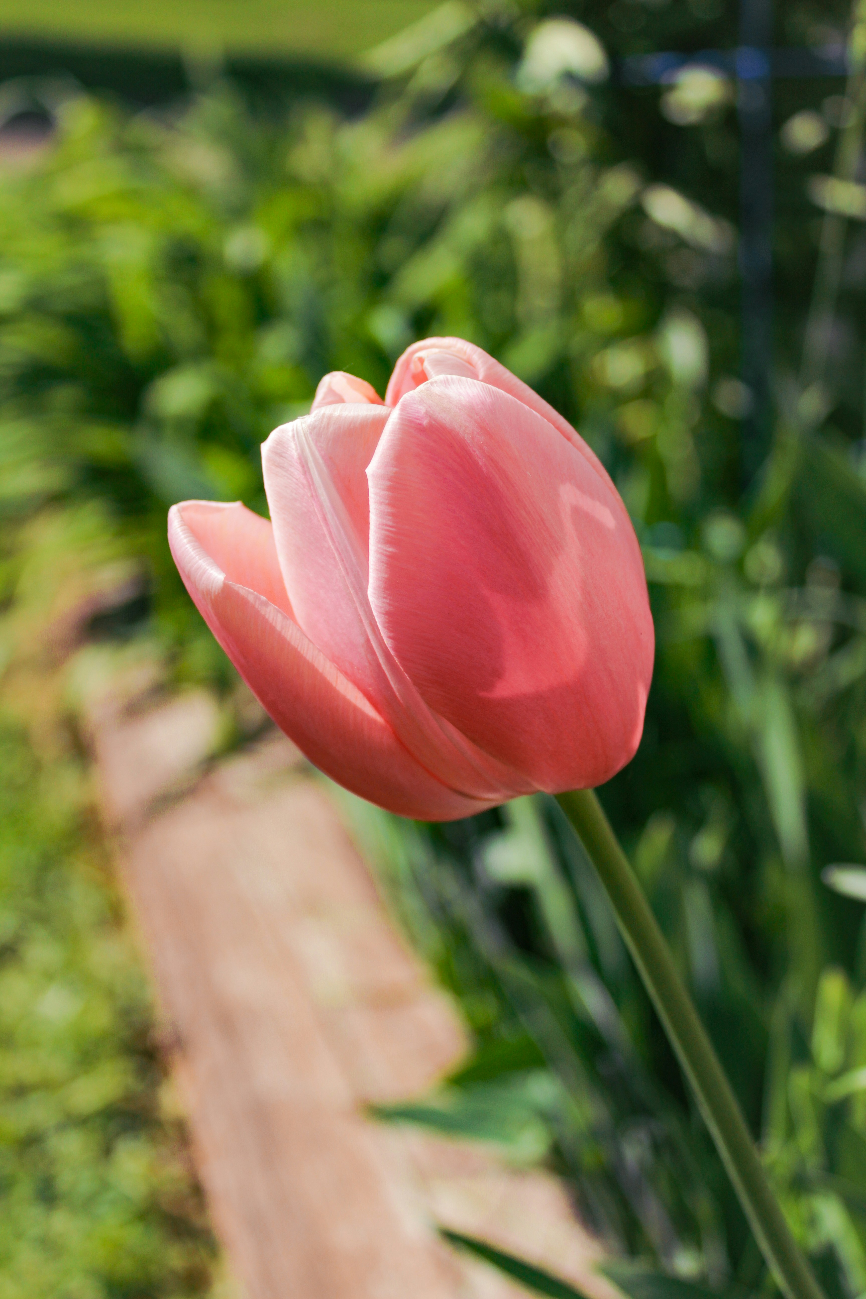 Pink Tulip Pictures | Download Free Images on Unsplash, image size:3000x4500