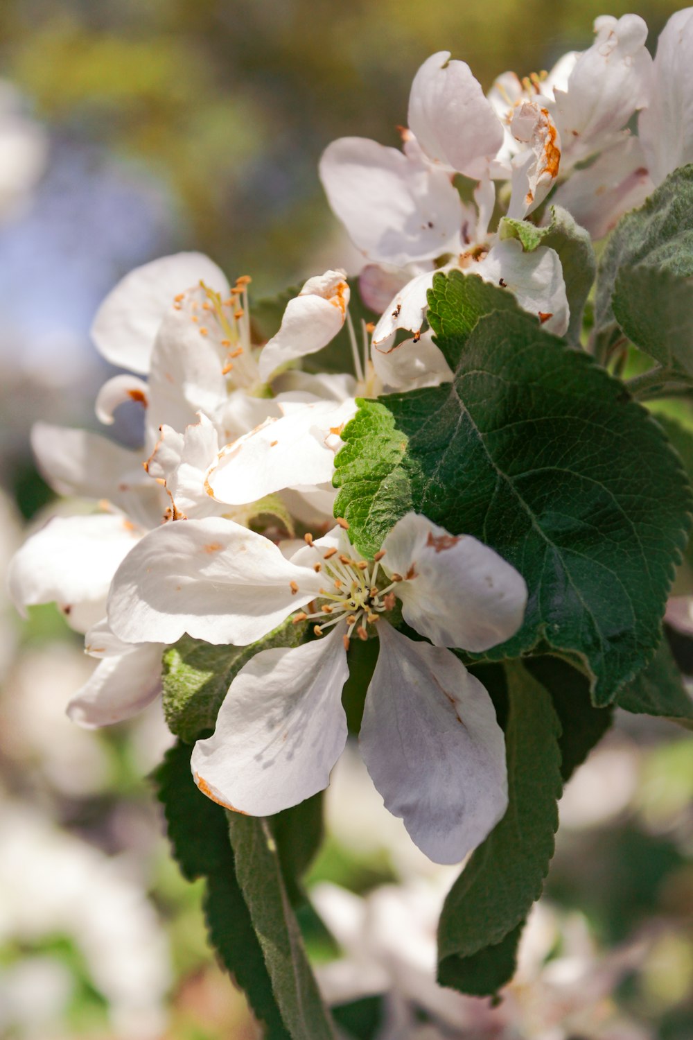 a close up of a flower on a tree