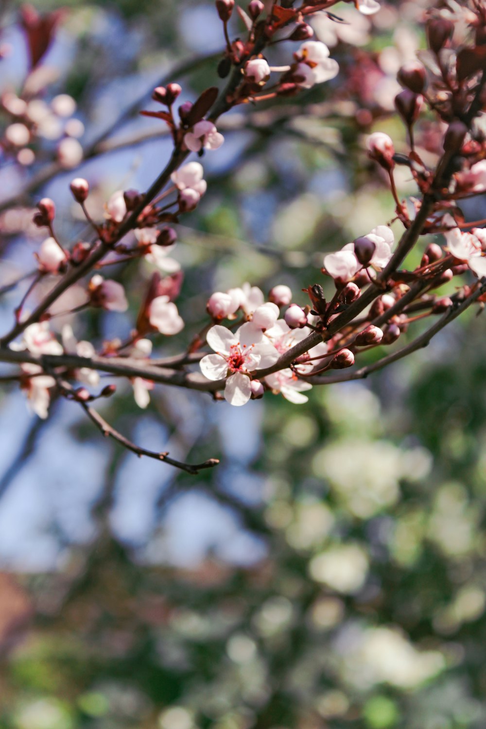 a close up of a tree with white flowers