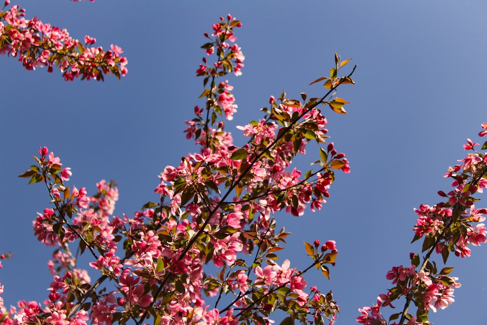 pink flowers are blooming on the branches of a tree