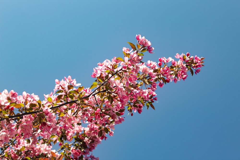 a branch with pink flowers against a blue sky