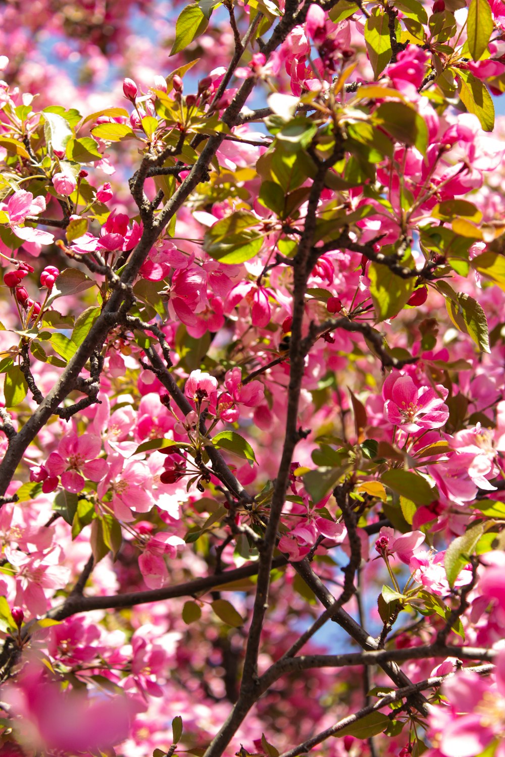 a close up of a tree with pink flowers