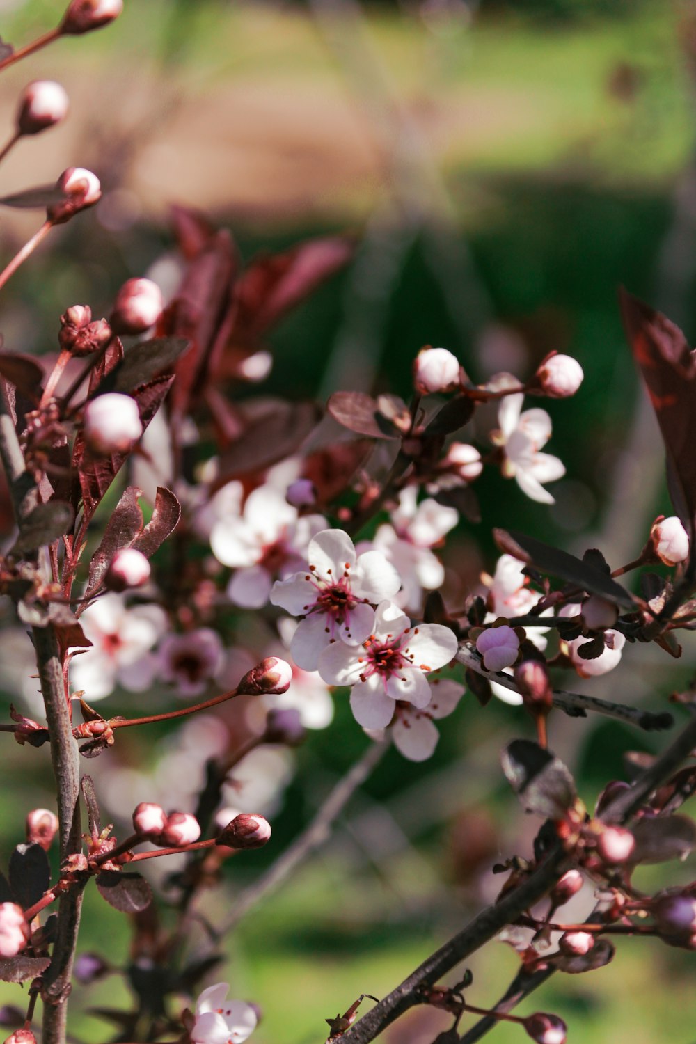 a close up of a flower on a tree