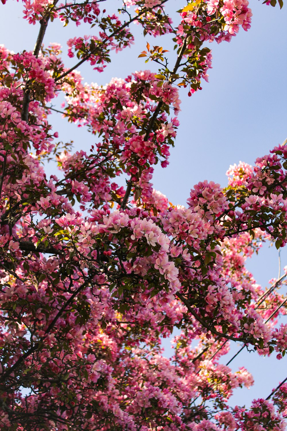pink flowers on a tree with a blue sky in the background