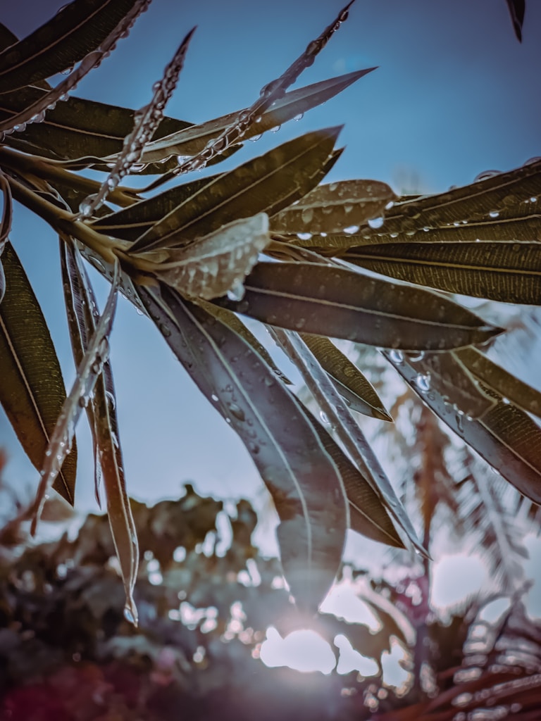 Morning Dew