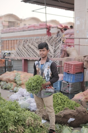 Farmers handpicking fresh coriander leaves in a lush agricultural field.