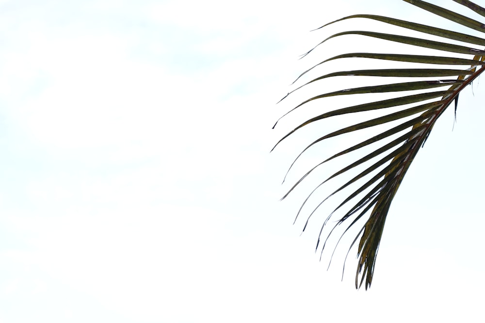 a palm tree branch with a white sky in the background