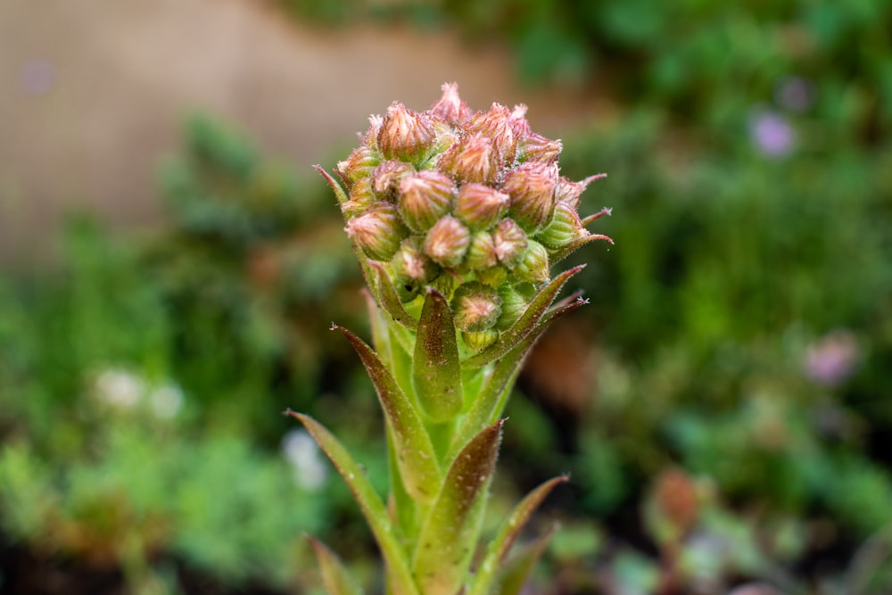 a close up of a flower bud on a plant