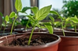 Several young green seedlings are growing in brown plastic pots filled with dark soil, placed in a well-lit indoor environment. The background is softly blurred, highlighting the vibrant leaves and stems.
