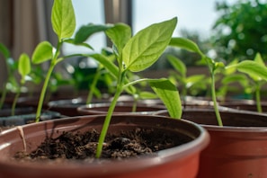 Several young green seedlings are growing in brown plastic pots filled with dark soil, placed in a well-lit indoor environment. The background is softly blurred, highlighting the vibrant leaves and stems.