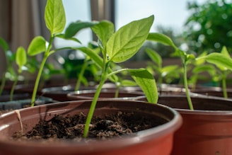 Several young green seedlings are growing in brown plastic pots filled with dark soil, placed in a well-lit indoor environment. The background is softly blurred, highlighting the vibrant leaves and stems.