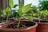 Several young green seedlings are growing in brown plastic pots filled with dark soil, placed in a well-lit indoor environment. The background is softly blurred, highlighting the vibrant leaves and stems.