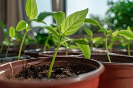 Several young green seedlings are growing in brown plastic pots filled with dark soil, placed in a well-lit indoor environment. The background is softly blurred, highlighting the vibrant leaves and stems.