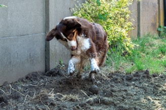 a brown and white dog standing next to a cement wall