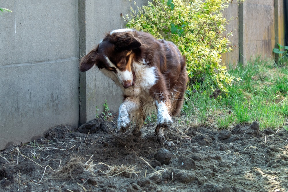 a brown and white dog standing next to a cement wall
