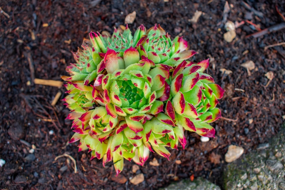 a close up of a green and red flower