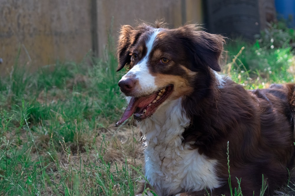 a brown and white dog laying on top of a grass covered field