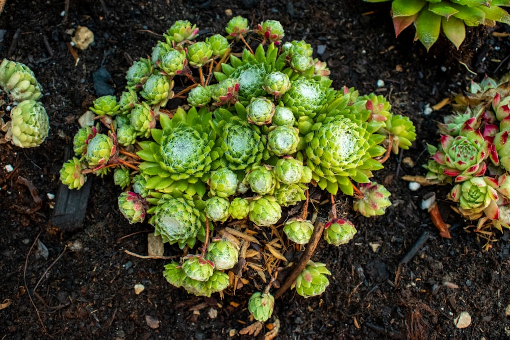 a close up of some plants in a dirt field