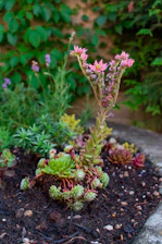 a small plant with pink flowers in a garden