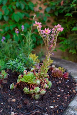 a small plant with pink flowers in a garden