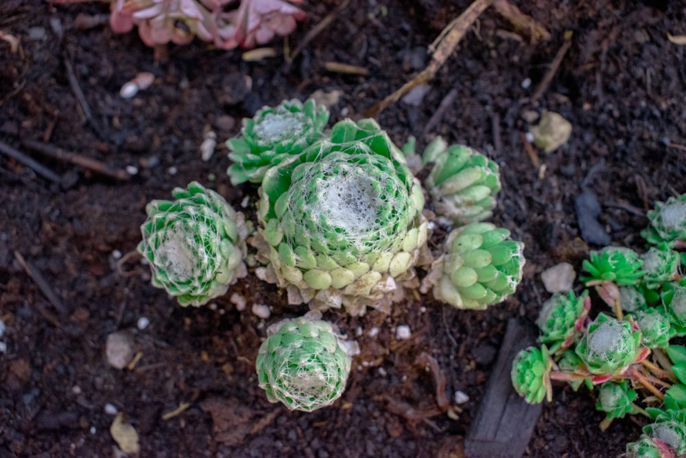 a close up of a plant with dirt on the ground