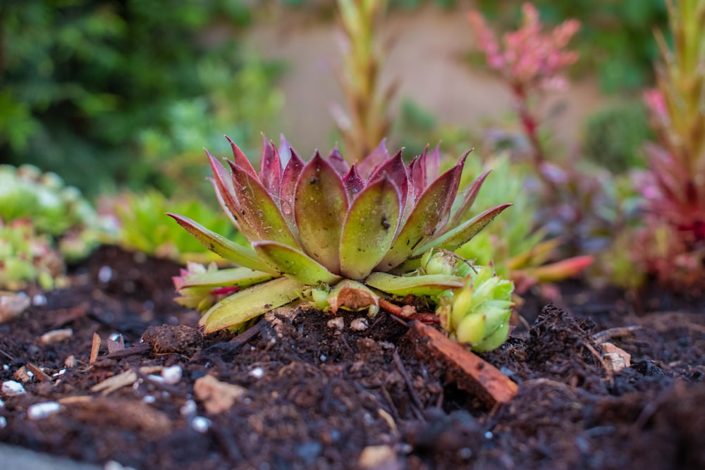 a close up of a plant in a dirt field