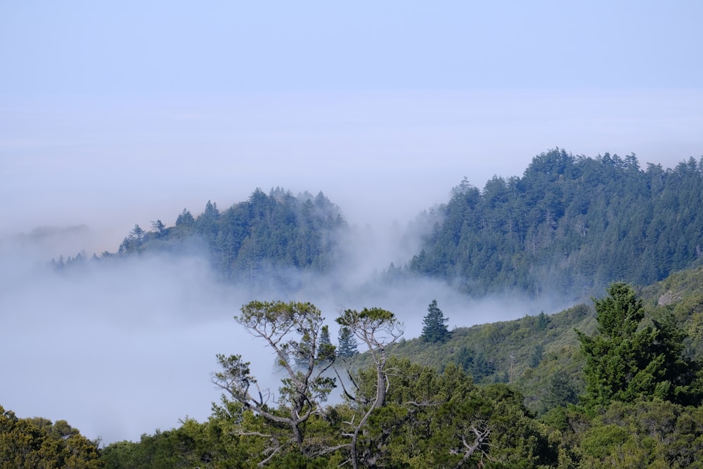 a view of a foggy forest with trees in the foreground