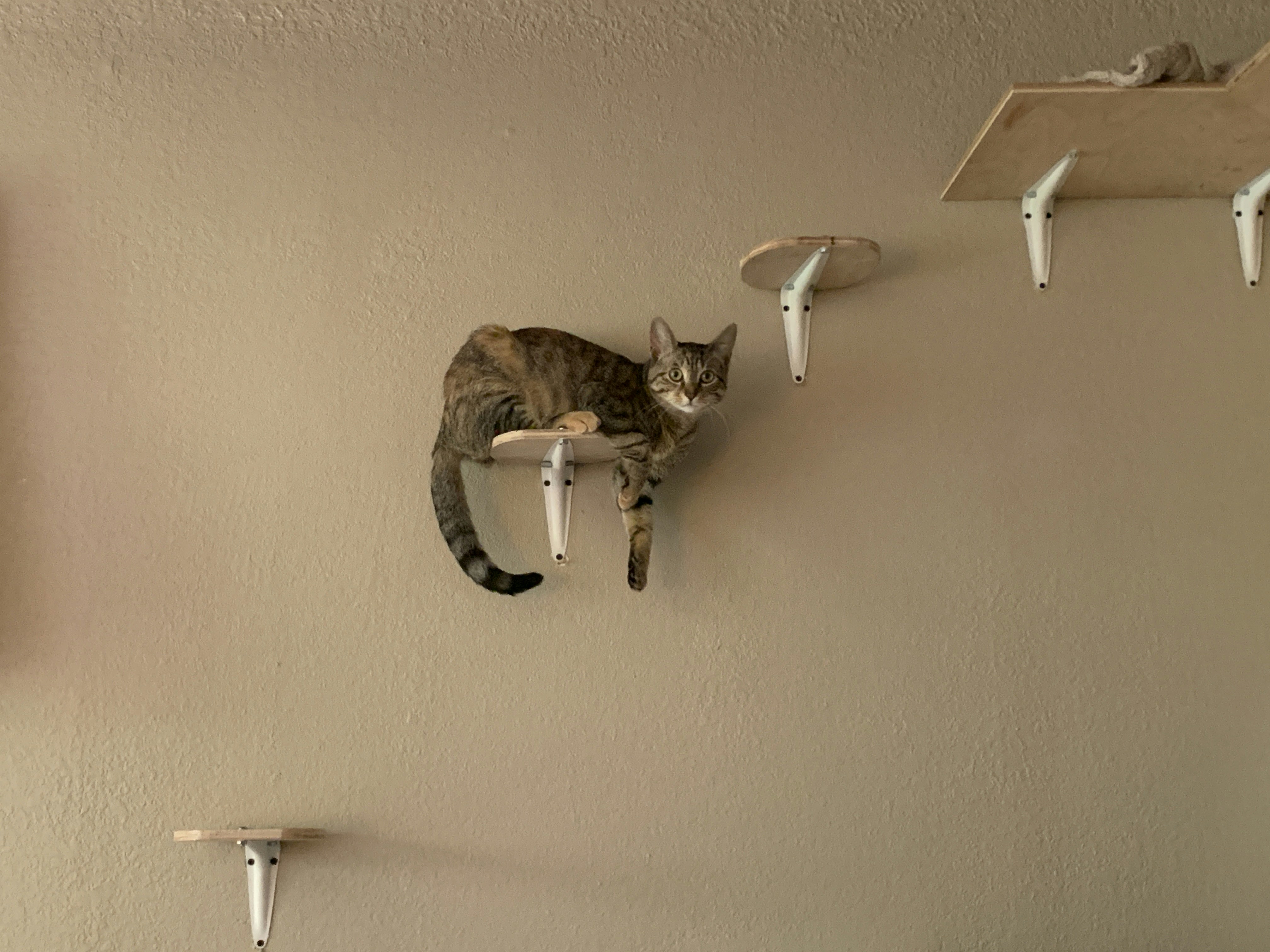 a cat sitting on a shelf on a wall
